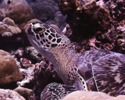 Adopt GR1794 Name and adopt a sea turtle in the Maldives to support conservation. Image.