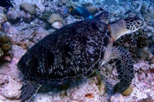 Nala, green turtle, adopted by Melissa Green turtle, Medhufaru Pergola North, Noonu Atoll, Maldives. Image.