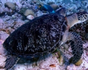 Green turtle, Medhufaru Pergola North, Noonu Atoll, Maldives. Image.