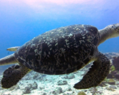 Male green turtle, Manadhoo, Noonu Atoll, Maldives. Image.