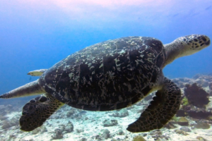 Tropical Cooler, green turtle, adopted for Jude Male green turtle, Manadhoo, Noonu Atoll, Maldives. Image.