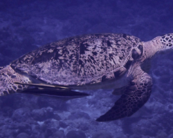 Adopt GR1799 Name and adopt a sea turtle in the Maldives, to support conservation. Image.