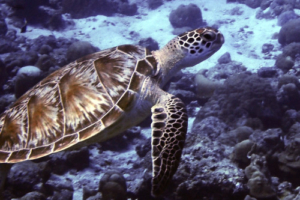 Shelly, green turtle, adopted by Vicki Mayhew for Rex Green turtle swimming up from the reef, Medhufaru, Noonu Atoll, Maldives. Image.