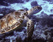 Green turtle swimming up from the reef, Medhufaru, Noonu Atoll, Maldives. Image.