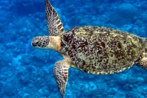 Bali, green turtle, adopted for Sandra Green turtle swimming, Medhufaru, Noonu Atoll, Maldives. Image.