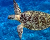 Green turtle swimming, Medhufaru, Noonu Atoll, Maldives. Image.
