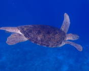 Male green turtle, Medhufaru, Noonu Atoll, Maldives. Image.