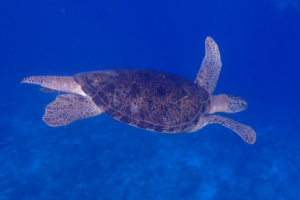 Memory of Titi, green turtle, adopted by Petra Male green turtle, Medhufaru, Noonu Atoll, Maldives. Image.
