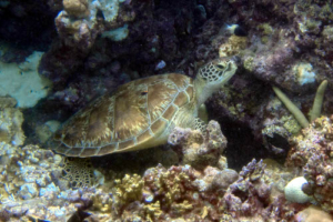 Jaiyah, green turtle, adopted for Jacob Name and adopt a sea turtle in the Maldives to support conservation. Image.