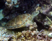 Name and adopt a sea turtle in the Maldives to support conservation. Image.
