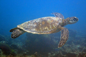 Machteld, green turtle, adopted by Fleur Green turtle swimming in the blue, Feydhoo, Shaviyani, Maldives. Image.