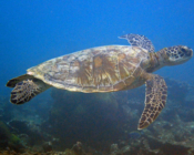 Green turtle swimming in the blue, Feydhoo, Shaviyani, Maldives. Image.