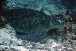 Sweety, green turtle, adopted Green turtle, sleeping on reef, Gaakoshibee, Shaviyani atoll, Maldives. Image.