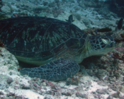 Green turtle, sleeping on reef, Gaakoshibee, Shaviyani atoll, Maldives. Image.