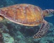 Green turtle, Medhufaru, Noonu Atoll, Maldives. Image.