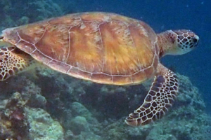 Chap, green turtle, adopted by Kelsey Key Green turtle, Medhufaru, Noonu Atoll, Maldives. Image.