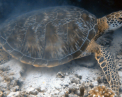 Green turtle, Medhufaru, Noonu Atoll, Maldives. Image.