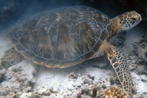 Sparks, green turtle, adopted for Selena Green turtle, Medhufaru, Noonu Atoll, Maldives. Image.