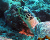 Hawksbill turtle, Orimas Thila, Noonu Atoll, Maldives. Image.