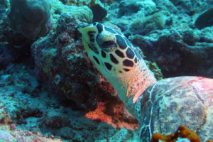 Ladybug, hawksbill, adopted for Rose by Eric Hawksbill turtle, Orimas Thila, Noonu Atoll, Maldives. Image.