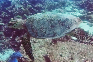 Basher, hawksbill, adopted for Millie Hawksbill turtle, swimming on reef, Feydhoo, Shaviyani atoll, Maldives. Image.