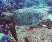 Hawksbill turtle, swimming on reef, Feydhoo, Shaviyani atoll, Maldives. Image.