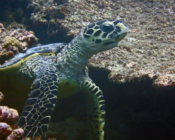 Hawksbill turtle, Feydhoo, Shaviyani, Maldives. Image.