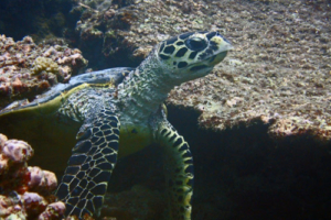 Tanky, hawksbill, adopted for Kai Hawksbill turtle, Feydhoo, Shaviyani, Maldives. Image.