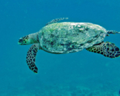 Hawksbill turtle, swimming in the blue, Feydhoo, Shaviyani atoll, Maldives. Image.