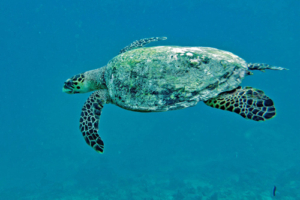 Petra, hawksbill, adopted by Océane Hawksbill turtle, swimming in the blue, Feydhoo, Shaviyani atoll, Maldives. Image.