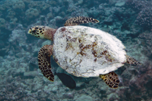 Jean-Philippe, hawksbill, adopted by Katrin Stockmann Hawksbill turtle, Feydhoo, Shaviyani, Maldives Image.