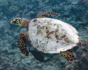 Hawksbill turtle, Feydhoo, Shaviyani, Maldives Image.