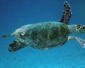 Hawksbill turtle swimming in the blue, Gaakoshinbi, Shaviyani, Maldives. Image.