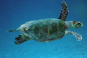 Momoa, hawksbill, adopted Hawksbill turtle swimming in the blue, Gaakoshinbi, Shaviyani, Maldives. Image.