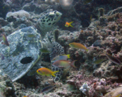 Hawksbill turtle, Dekanu, Shaviyani, Maldives. Image.