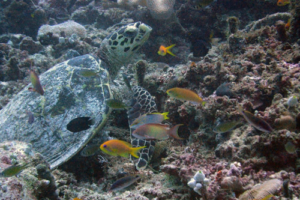 Bertík, hawksbill, adopted for Jiří by Markéta Jakoubková Hawksbill turtle, Dekanu, Shaviyani, Maldives. Image.
