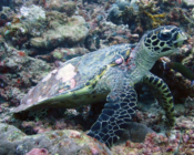 Hawksbill turtle, Billefahi, Shaviyani, Maldives. Image.