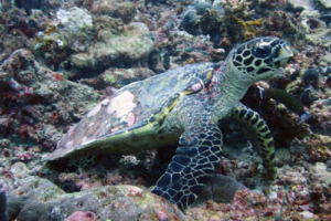 Jigar Xuin, hawksbill, adopted by Melissa Hawksbill turtle, Billefahi, Shaviyani, Maldives. Image.
