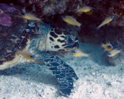 Hawksbill turtle, Orimas Thila, Noonu Atoll, Maldives. Image.