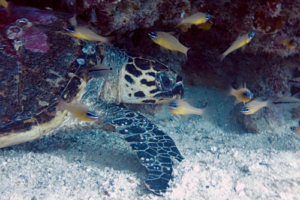 Laurence Robinson II, hawksbill, adopted by Mandy Robinson for Laurence Hawksbill turtle, Orimas Thila, Noonu Atoll, Maldives. Image.