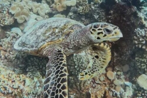Tim, hawksbill, adopted for Tim Storck by Julian Storck Hawksbill turtle on coral reef, Gaakoshibee, Shaviyani, Maldives. Image.