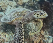 Hawksbill turtle on coral reef, Gaakoshibee, Shaviyani, Maldives. Image.