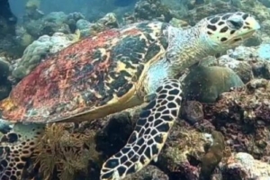 Wanda, hawksbill, adopted by Laura Hiscock Hawksbill turtle on reef, Manadhoo, Noonu atoll, Maldives. Image.