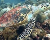 Hawksbill turtle on reef, Manadhoo, Noonu atoll, Maldives. Image.