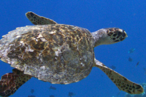 Nikki, hawksbill, adopted by Emilie for Maren Hawksbill turtle swimming in the blue, Manadhoo, Noonu, Maldives. Image.