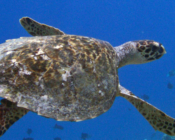 Hawksbill turtle swimming in the blue, Manadhoo, Noonu, Maldives. Image.