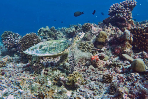 Bexy, hawksbill, adopted by Patricia for Rebecca Hawksbill turtle on coral reef, Gakoshibee, Shaviyani Atoll, Maldives. Image.