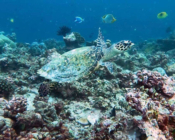 Hawksbill turtle, Gakoshibee, Shaviyani Atoll, Maldives. Image.