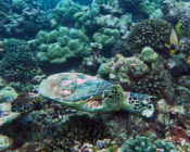Hawksbill turrtle, Gakoshibee, Shaviyani Atoll, Maldives. Image.