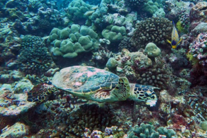 Gaga, hawksbill, adopted for Hana Hawksbill turrtle, Gakoshibee, Shaviyani Atoll, Maldives. Image.